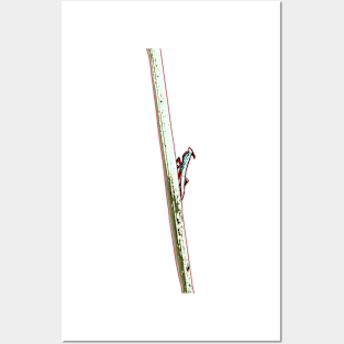 Praying mantis balancing on a stick - nature photography Posters and Art